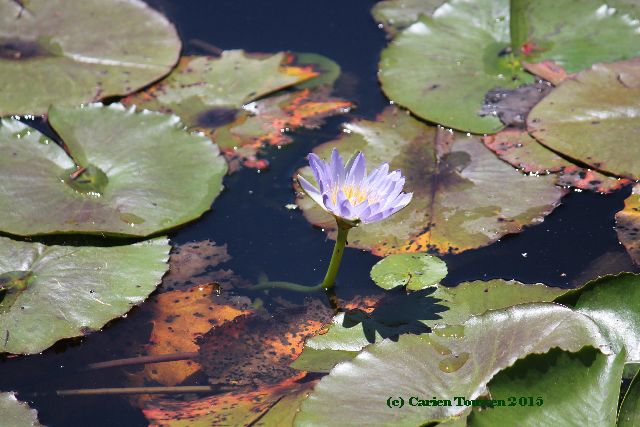 IMG_0289waterlily